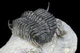 Spiny Cyphaspides Ammari Trilobite - Rare Species #161345-3